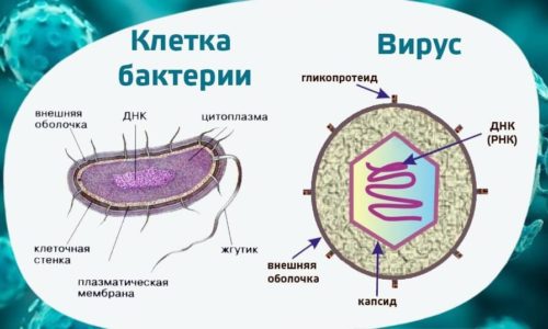 клетка бактерии и вируса