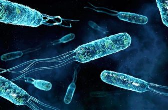 палочковидные бактерии