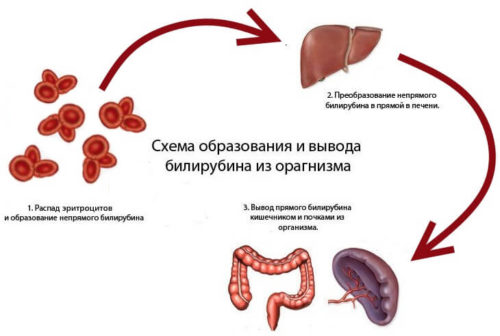 Как образуется и выводится из организма уробилин