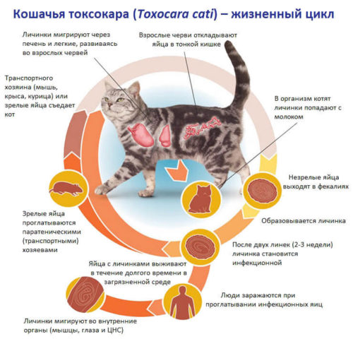токсокары кошек жизненный цикл
