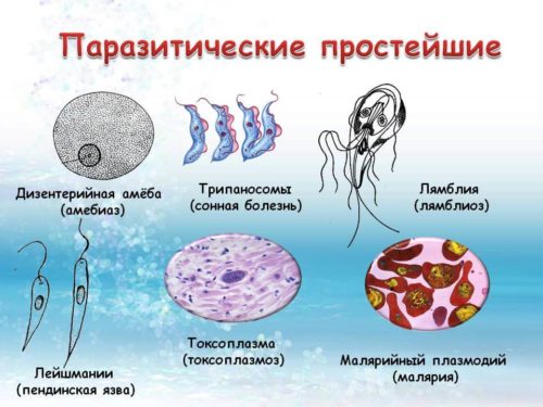 Одноклеточные микроорганизмы