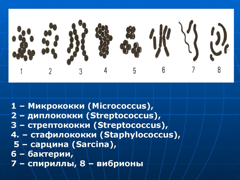 Кокковые бактерии. Морфология микроорганизмов микрококки. Кокки микрококки. Стафилококки стрептококки диплококки сарцины. Микрококки диплококки тетракокки сарцины стрептококки стафилококки.