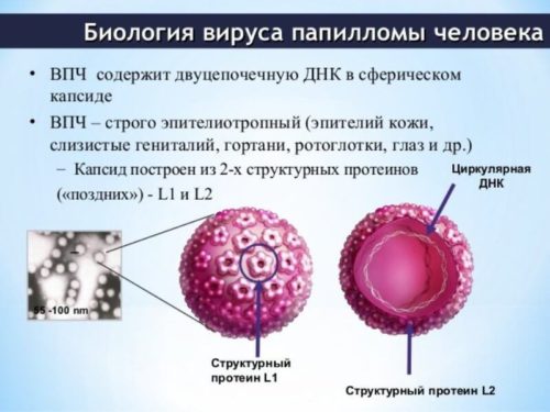 биология вируса ВПЧ
