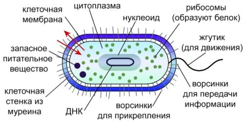 Строение бактерии