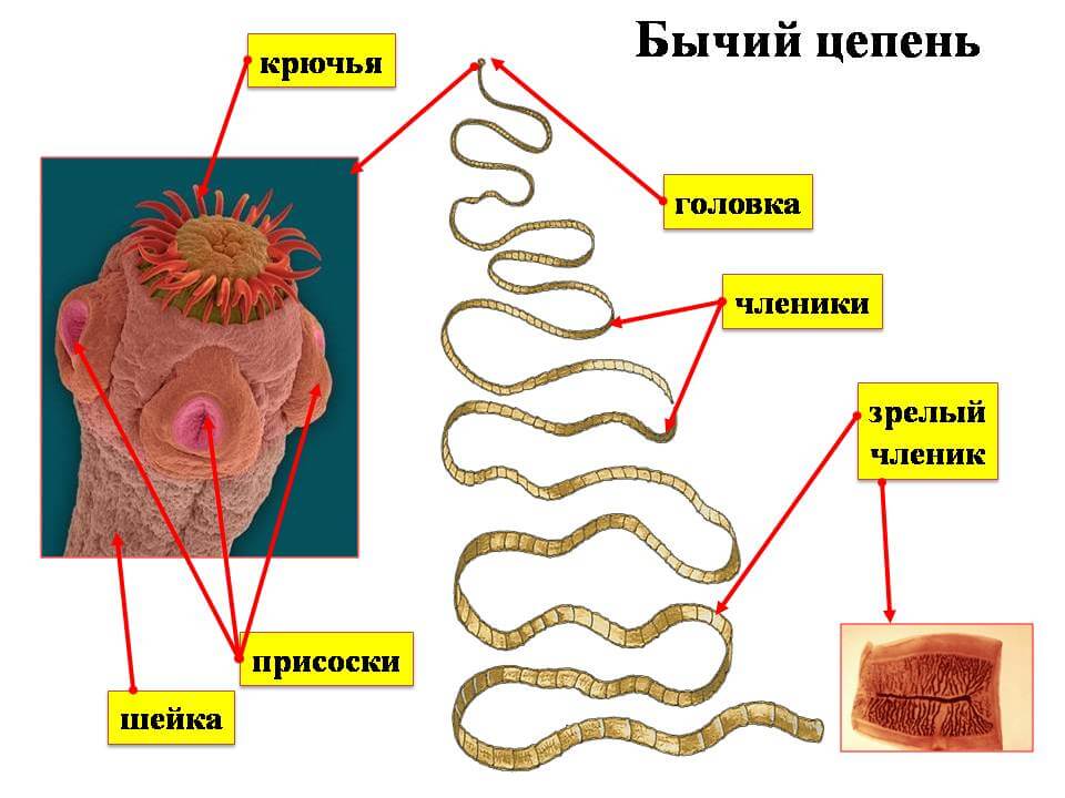 Рассмотрите рисунок на котором изображен взрослый паразитический червь укажите систематическое