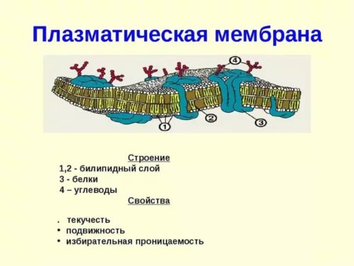 Окружение клетки бактерии
