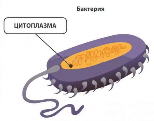 Жидкая среда клетки