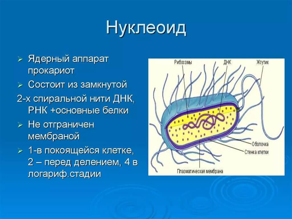 Прокариоты наличие ядер. Нуклеоид бактерий строение. Структура бактериальной клетки нуклеоид. Нуклеоид бактериальной клетки строение. Строение клетки нуклеоид.