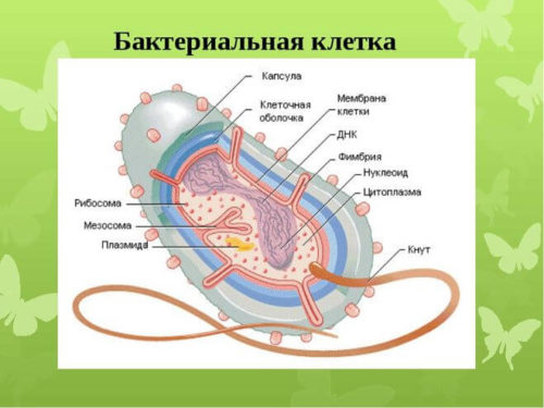 Внешняя оболочка клетки