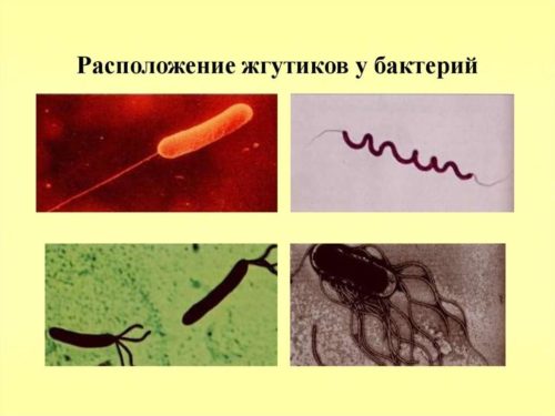 Движение бактериальной клетки