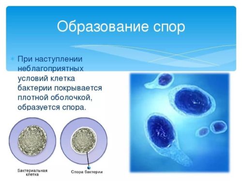 Непостоянный элемент клетки бактерии