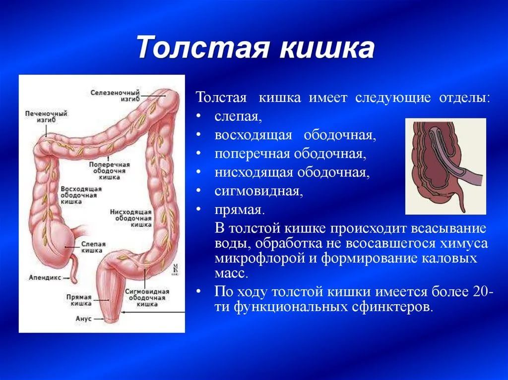 Пищеварительные железы толстого кишечника. Строение кишечника ободочная кишка. Восходящая ободочная кишка анатомия. Отделы толстой кишки анатомия. Ректосигмоидный отдел толстой кишки анатомия.