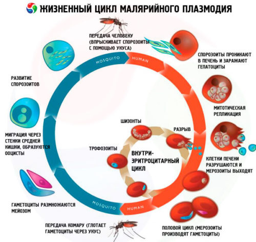 жизненный цикл малярийного плазмодия