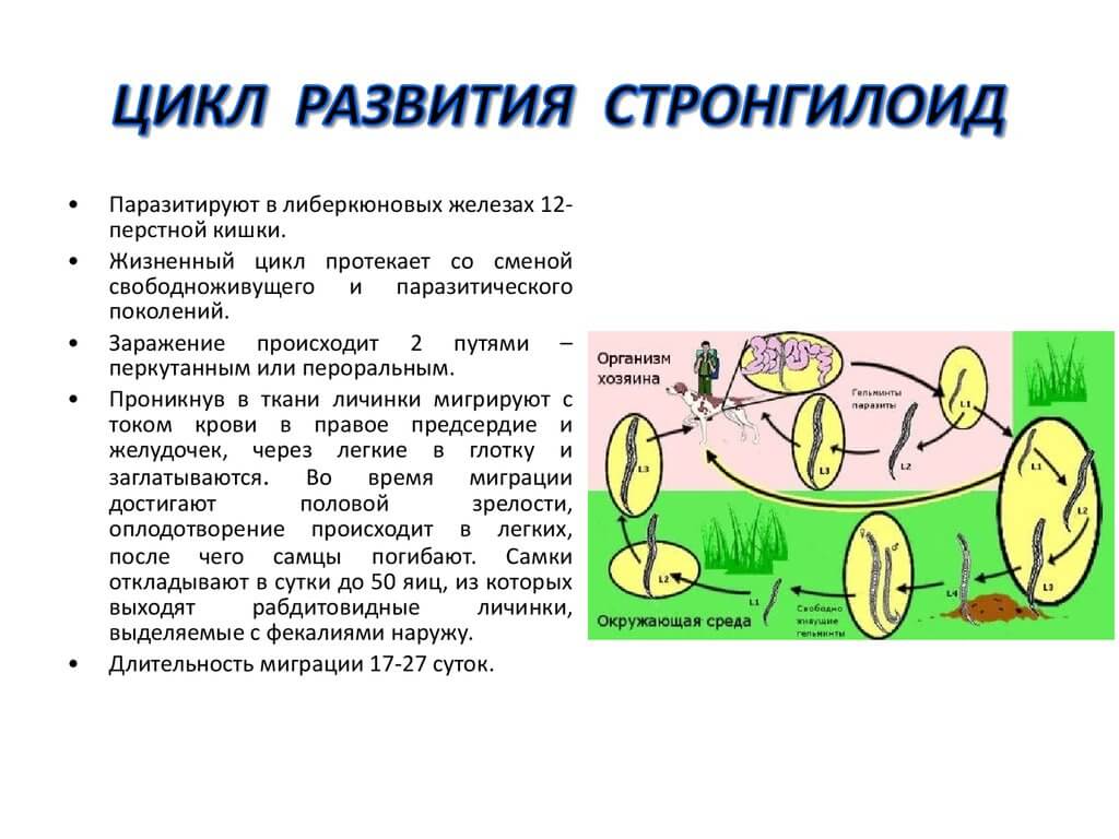 Жизненный цикл угрицы кишечной. Жизненный цикл стронгилоиды. Стронгилоиды цикл развития. Цикл развития угрицы кишечной.