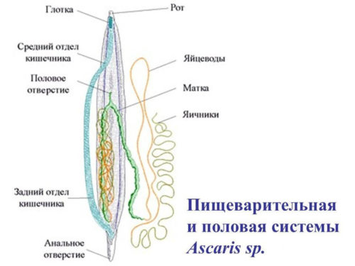 пищеварительная система круглых червей