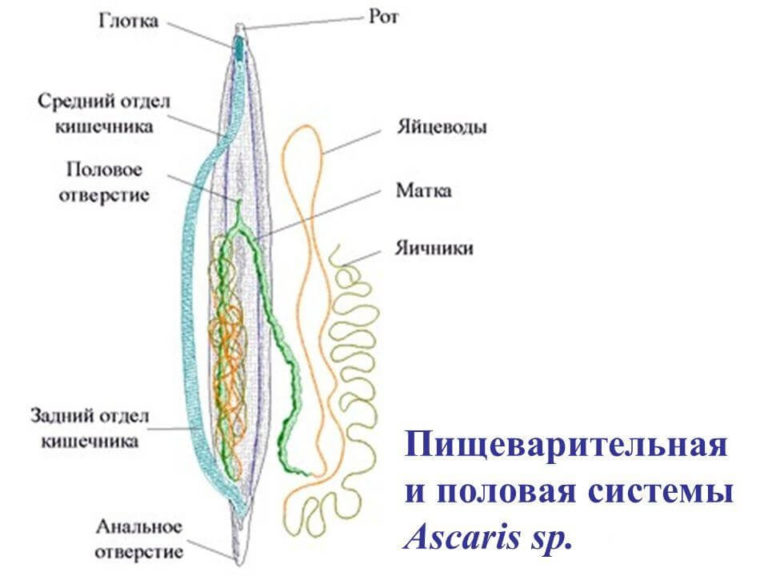 Схема строения круглых червей