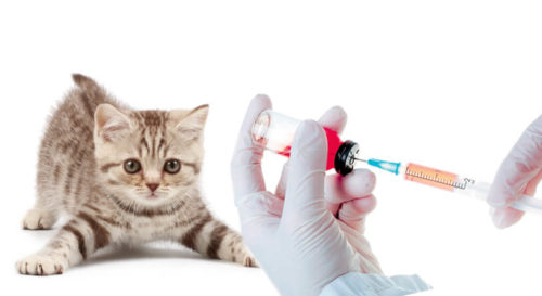 прививки домашним животным